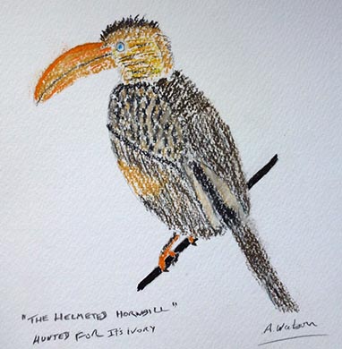 Helmeted Hornbill hunted for its Ivory courtesy of Tony Watson