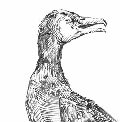 Cormorant - Courtesy of Edwyn Collins