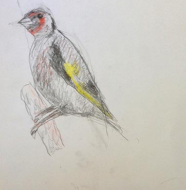 18.04.15 Aphasia Bird Workshop on Hampstead Heath with the RSPB - drawing courtesy of Ben Butler