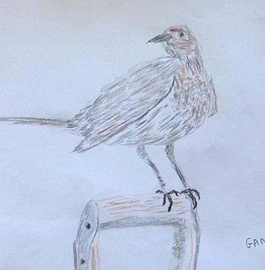 18.04.15 Aphasia Bird Workshop on Hampstead Heath with the RSPB - drawing by Gareth Jones