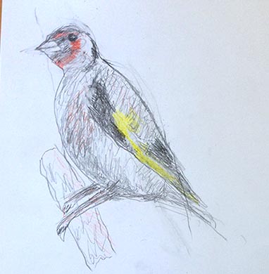 18.04.15 Aphasia Bird Workshop on Hampstead Heath with the RSPB - Goldfinch drawing courtesy of Brian Butler
