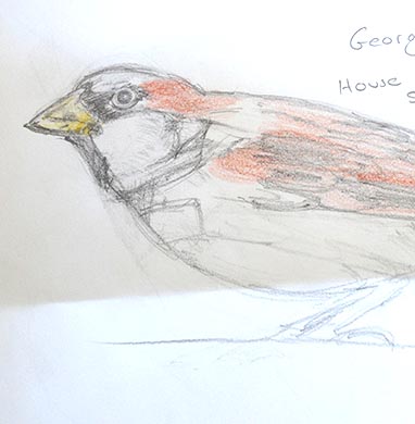18.04.15 Aphasia Bird Workshop on Hampstead Heath with the RSPB - House Sparrow drawing courtesy of Georgia