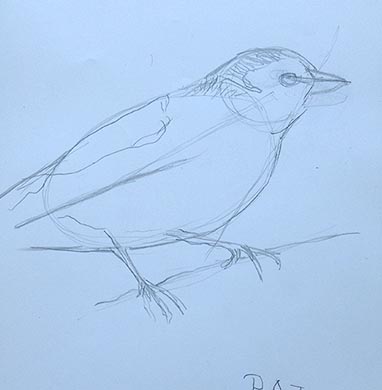18.04.15 Aphasia Bird Workshop on Hampstead Heath with the RSPB - drawing courtesy of Patricia Farrell