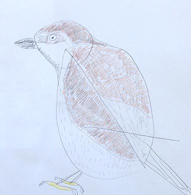 18.04.15 Aphasia Bird Workshop on Hampstead Heath with the RSPB - drawing courtesy of Tony Hearne