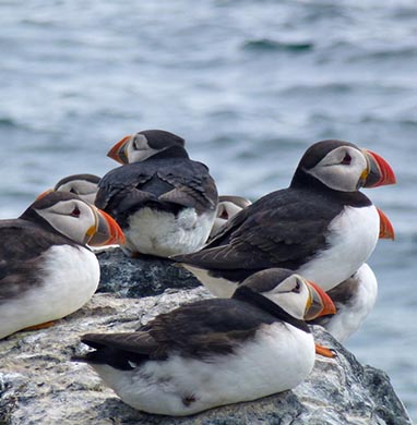 Puffins on Staple Isle, Farne Islands courtesy of Tony Watson