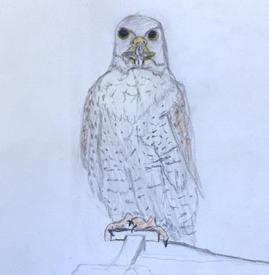 18.04.15 Aphasia Bird Workshop on Hampstead Heath with the RSPB - drawing courtesy of Varinder Dhaliwal