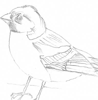 Chaffinch - Courtesy of Edwyn Collins