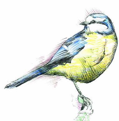 Blue Tit - Courtesy of Edwyn Collins